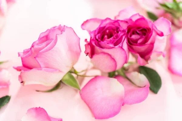 Rosas Pétalas Rosa Fundo Rosa — Fotografia de Stock