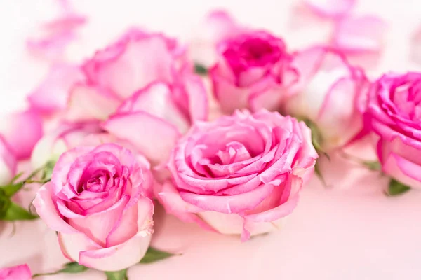 粉色背景的粉红玫瑰和玫瑰花瓣 — 图库照片