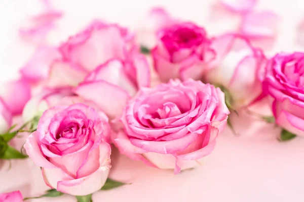 Roze Rozen Rozenblaadjes Een Roze Achtergrond — Stockfoto