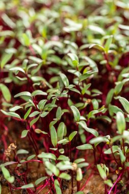 Mor saplı turp mikroçerezleri ve büyüyen tepside yeşil yapraklar.