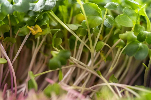 Oogsten Van Radijs Microgreens Uit Een Grote Plastic Schaal — Stockfoto