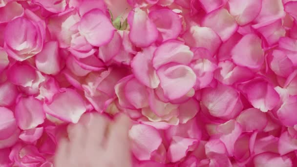 粉色背景的粉红玫瑰和玫瑰花瓣 — 图库视频影像
