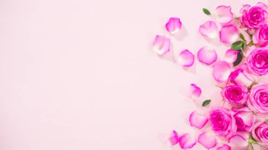 Düz yatıyordu. Pembe arka planda taze pembe güller.