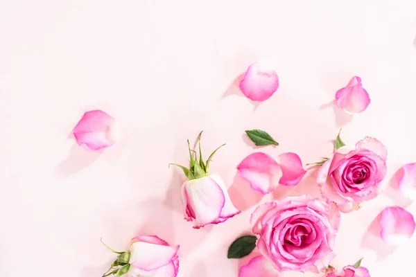 Acostado Rosas Rosadas Pétalos Rosa Sobre Fondo Rosa —  Fotos de Stock