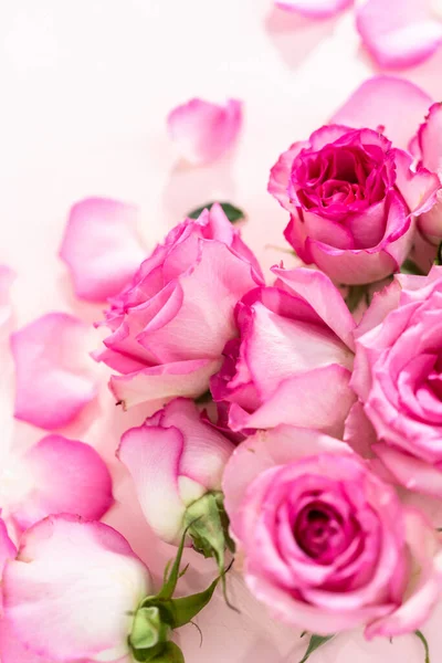 Pink Roses Rose Petals Pink Background — Stock Photo, Image