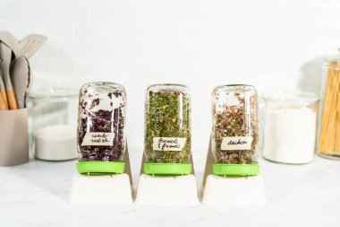 Altıncı gün. Mutfak tezgahında filizlenen kapağı olan bir kavanozda organik filizler yetişiyor..