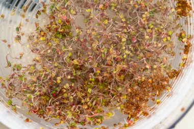 Altıncı gün. Cam bir kavanozda yetişen taze toplanmış organik filizleri yıkamak..