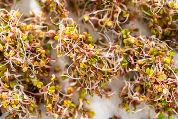 Giorno Asciugatura Germogli Biologici Appena Raccolti Una Teglia Foderata Con — Foto Stock