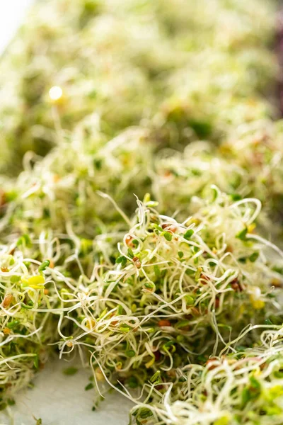 6日目 ペーパータオルで裏打ちされたベーキングシートの上に新鮮な収穫有機芽を乾燥させる — ストック写真