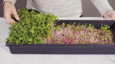 Büyük bir plastik tepsiden turp mikro sebzeleri topluyorum..