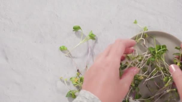 Colhendo Microgreens Rabanete Uma Grande Bandeja Plástico — Vídeo de Stock