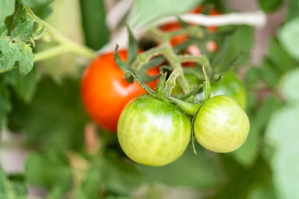 Ekologická Cherry Rajčatová Rostlina Zelenými Červenými Rajčaty — Stock fotografie