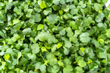 Büyük bir plastik tepsiden turp mikro sebzeleri topluyorum..