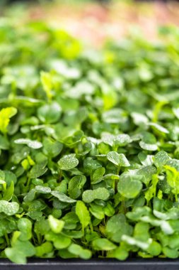 Büyük bir plastik tepsiden turp mikro sebzeleri topluyorum..