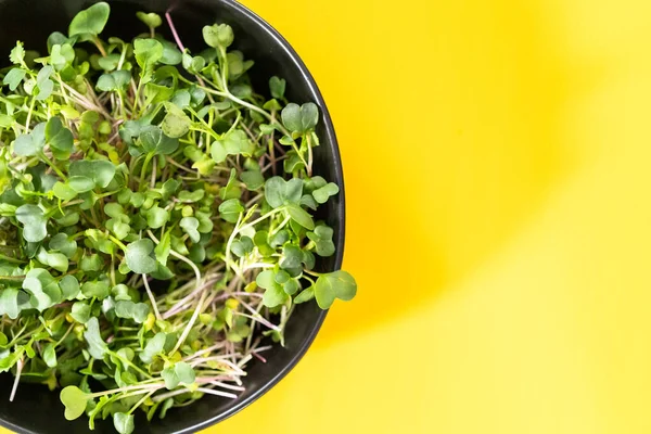 Plat Gelegd Vers Geoogste Radijs Microgreens Een Kom — Stockfoto