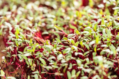 Mor saplı turp mikroçerezleri ve büyüyen tepside yeşil yapraklar.