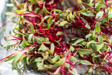 Mor saplı turp mikroçim ve metal tepside yeşil yapraklar..