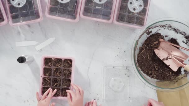 Liten Flicka Plantera Frön Inomhus Utsäde Startbricka Sin Hemskolning — Stockvideo