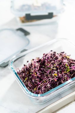 Altıncı gün. Taze toplanmış organik filizleri kağıt havlularla kaplı cam bir kabın içine koymak..