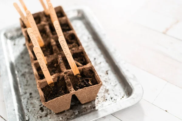 Planting seeds into peat moss pots to start an indoor vegetable garden.