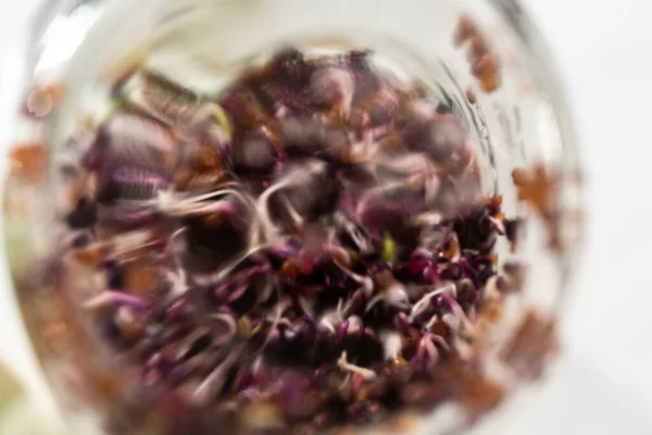 Dag Biologische Spruitjes Kweken Een Pot Metselwerk Met Kiemdeksel Het — Stockfoto