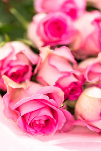 Close Van Frisse Roze Rozen Een Witte Achtergrond — Stockfoto