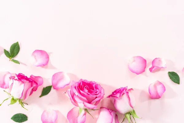 平置きだ ピンクのバラとバラの花びらがピンクの背景に — ストック写真