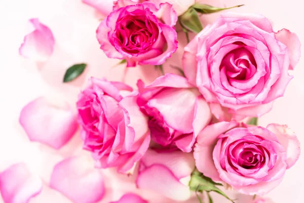 Deitado Rosa Rosas Pétalas Rosa Fundo Rosa — Fotografia de Stock
