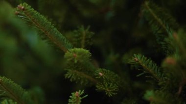 Noel ağacı çiftliğinde kırmızı elbiseli küçük kız.