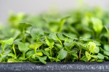 Büyük bir plastik tepsiden turp mikro sebzeleri topluyorum..