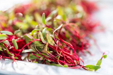 Mor saplı turp mikroçim ve metal tepside yeşil yapraklar..