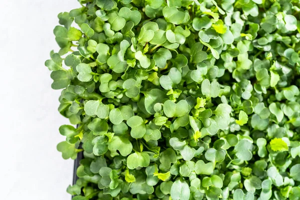 Harvesting Radish Microgreens Large Plastic Tray — Stock Photo, Image