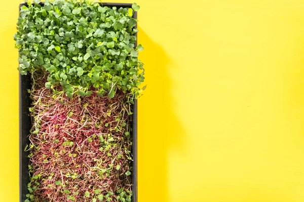 Flat Lay Harvesting Radish Microgreens Large Plastic Tray — Stock Photo, Image
