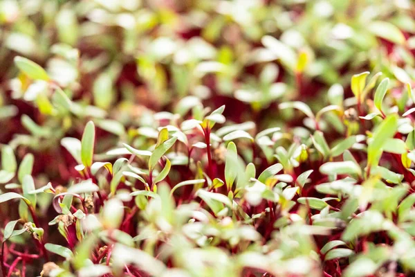 成長するトレイに紫色の茎と緑の葉を持つ大根のマイクログリーン — ストック写真