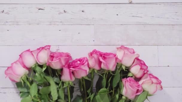 Pink Roses Stem Close — Stock Video