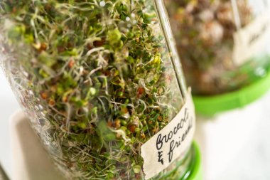 Altıncı gün. Mutfak tezgahında filizlenen kapağı olan bir kavanozda organik filizler yetişiyor..