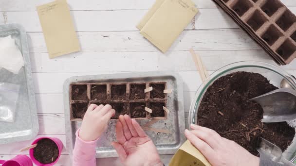 Düz Yatıyordu Küçük Kız Bir Okul Projesi Için Bitki Tohumlarını — Stok video