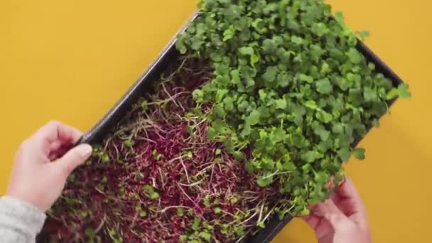 Plat Gelegd Oogsten Van Radijs Microgreens Uit Een Grote Plastic — Stockvideo