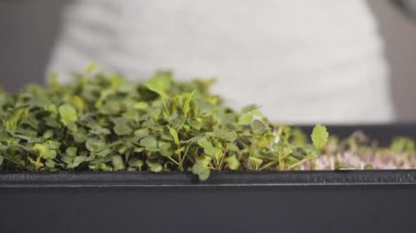 Büyük bir plastik tepsiden turp mikro sebzeleri topluyorum..