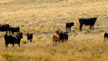 Colorado 'da açık alanda sığırlar.