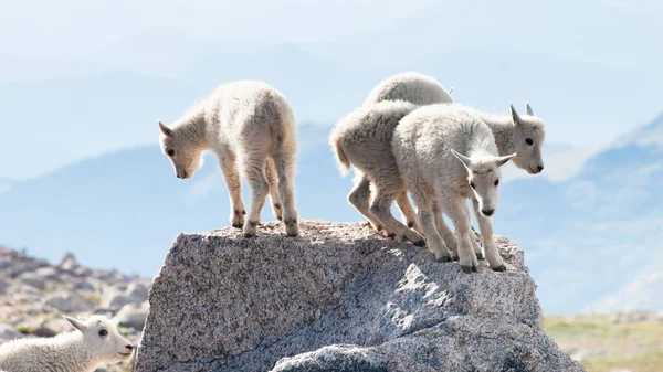 赤ちゃんの岩の上に山のヤギ — ストック写真