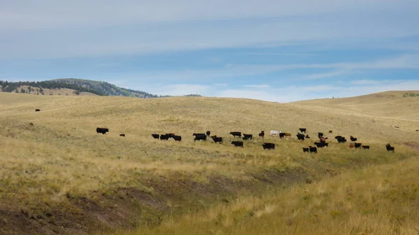 Colorados Heuvelachtig Landschap Het Vroege Najaar — Stockfoto