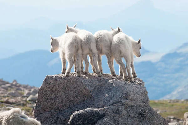 Quatro Cabras Montanha Bebê Topo Rocha — Fotografia de Stock
