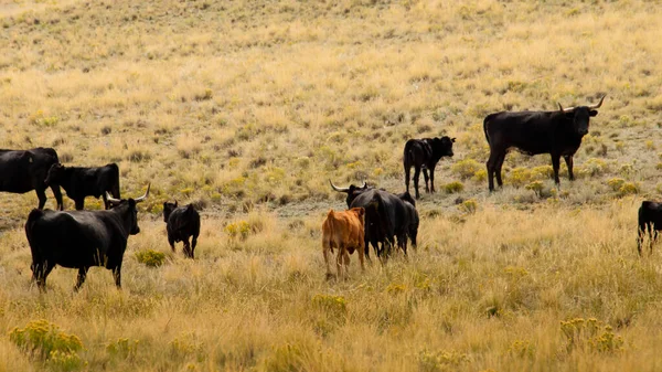 Rinder Auf Offener Weide Colorado — Stockfoto
