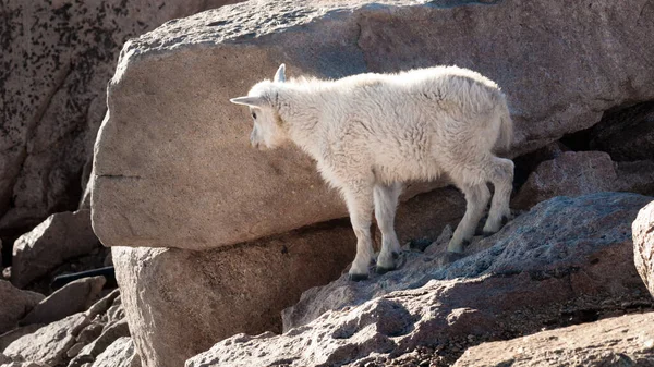 Een Berggeit Jongen Mount Evans — Stockfoto