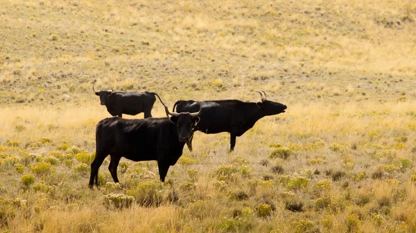 Runderen Open Lucht Colorado — Stockfoto