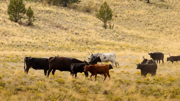 Rinder Auf Offener Weide Colorado — Stockfoto