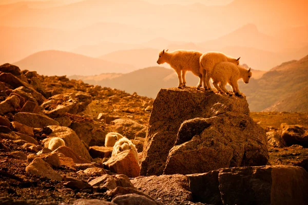 Ağaç Bebek Dağ Keçileri Tepesinde Kaya — Stok fotoğraf