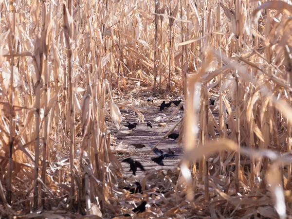 Krähen Fressen Herbst Maisfeld — Stockfoto