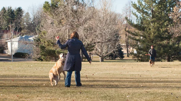 Kvinna Leker Med Sin Hund Parken — Stockfoto